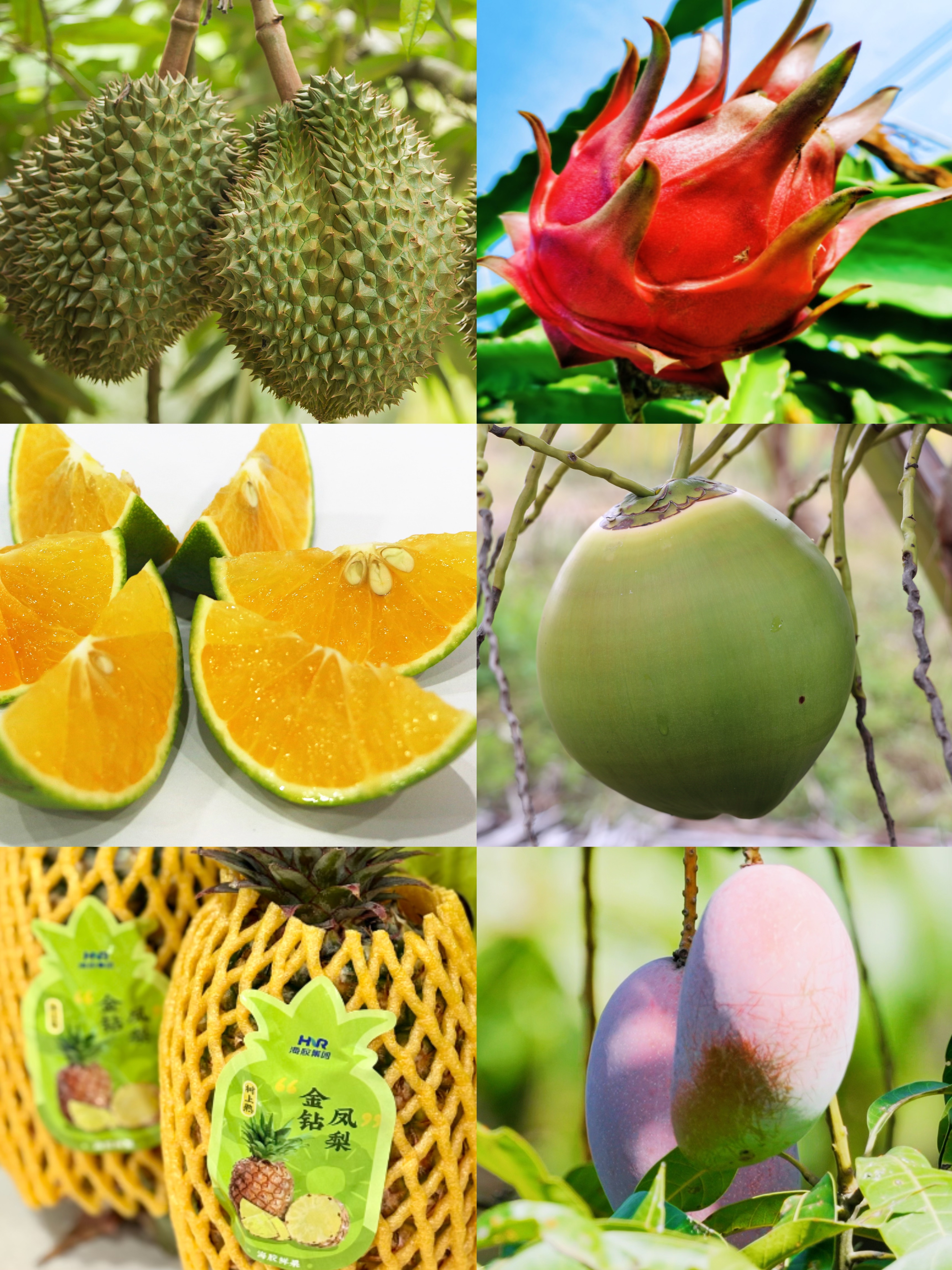熱帶農(nóng)業(yè)產(chǎn)品 · 熱帶水果