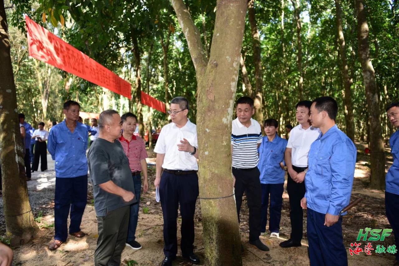 艾軼倫一行人在全國割膠狀元張健的膠園調(diào)研